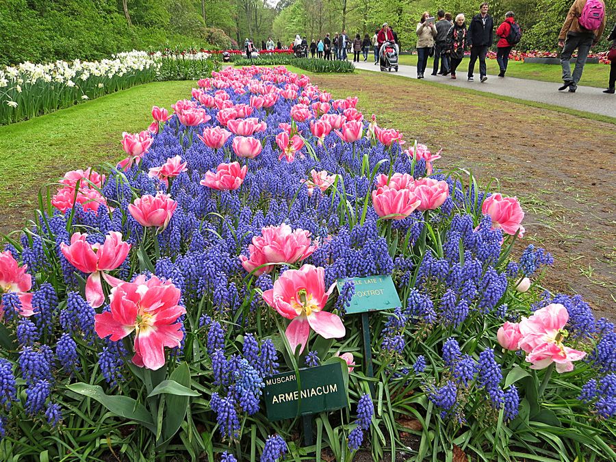 purple and pink flowers