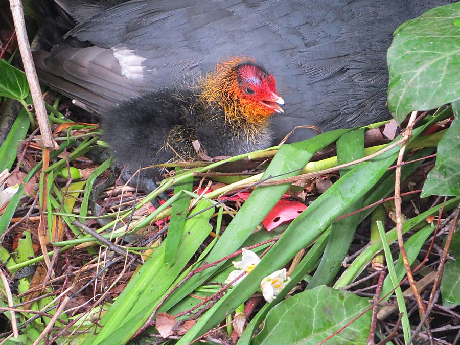 baby coot