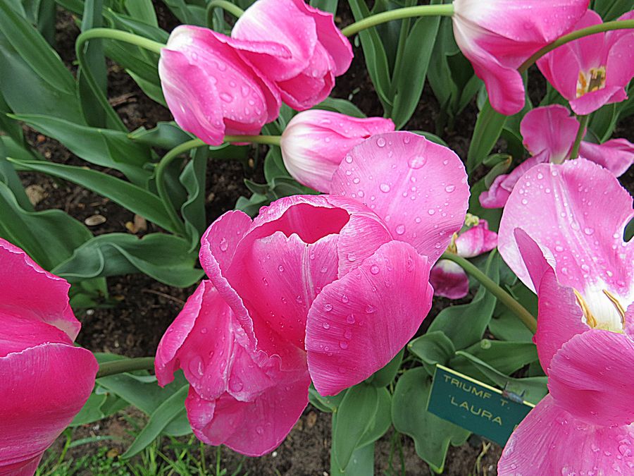 Laura Bush flower