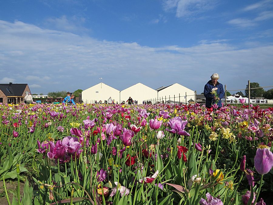 picking tulips