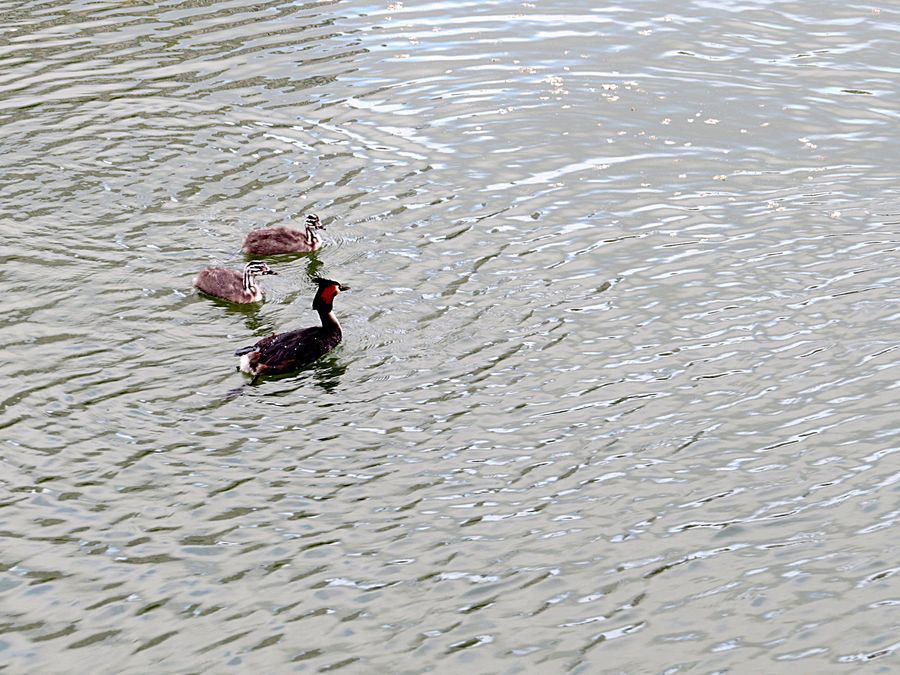 Grebe