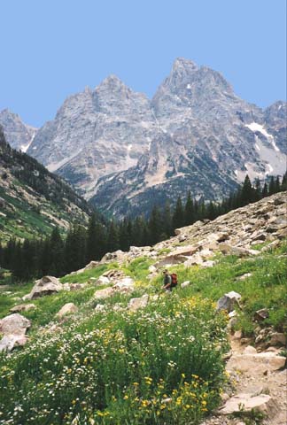 A view of the Grand Teton