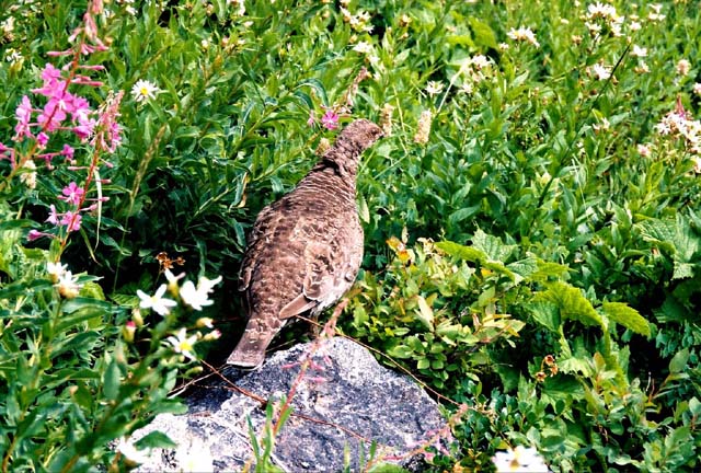 Grouse