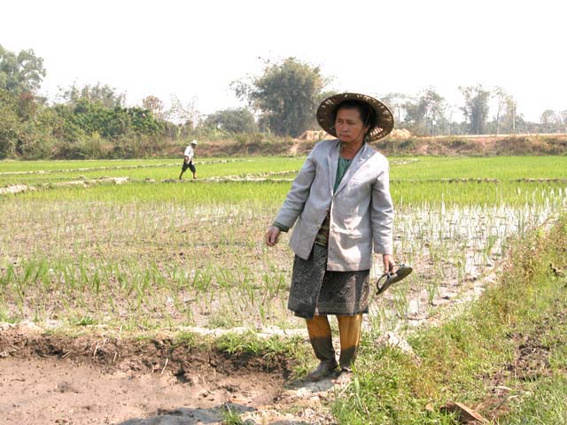 Rice field