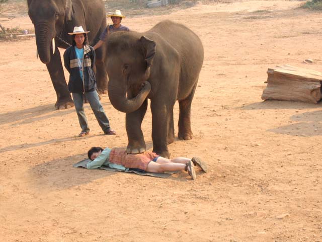 Elephant massage