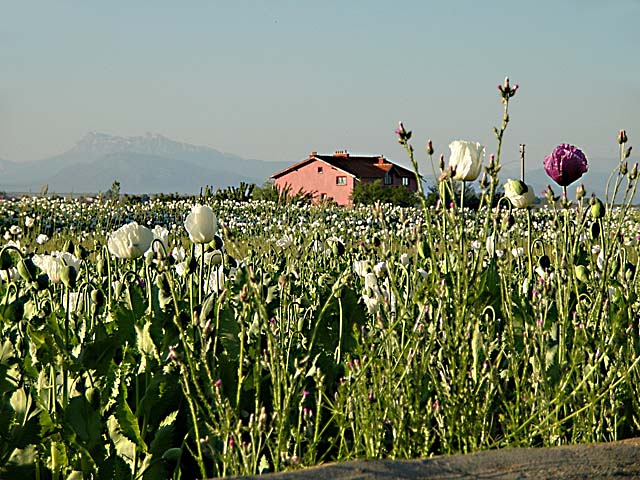 Poppy field