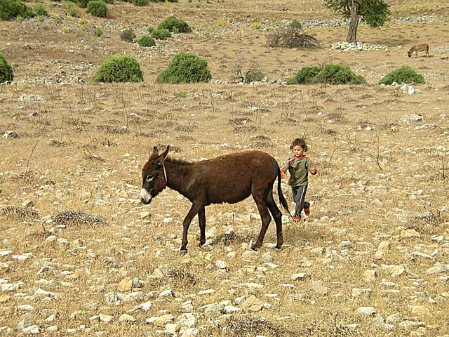 Donkey & child