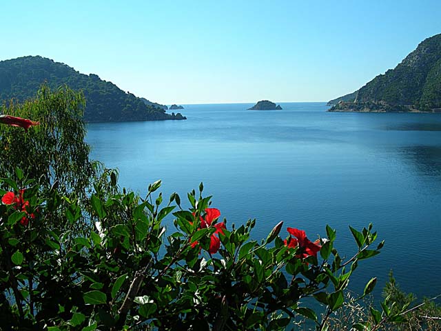 Floral view of sea