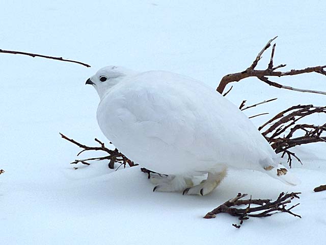 ptarmigan4