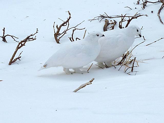 ptarmigan5