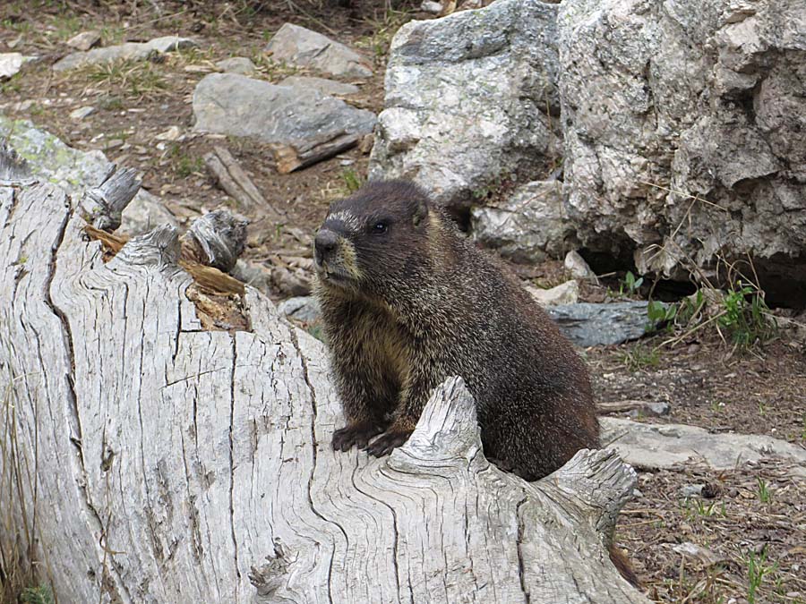 marmot