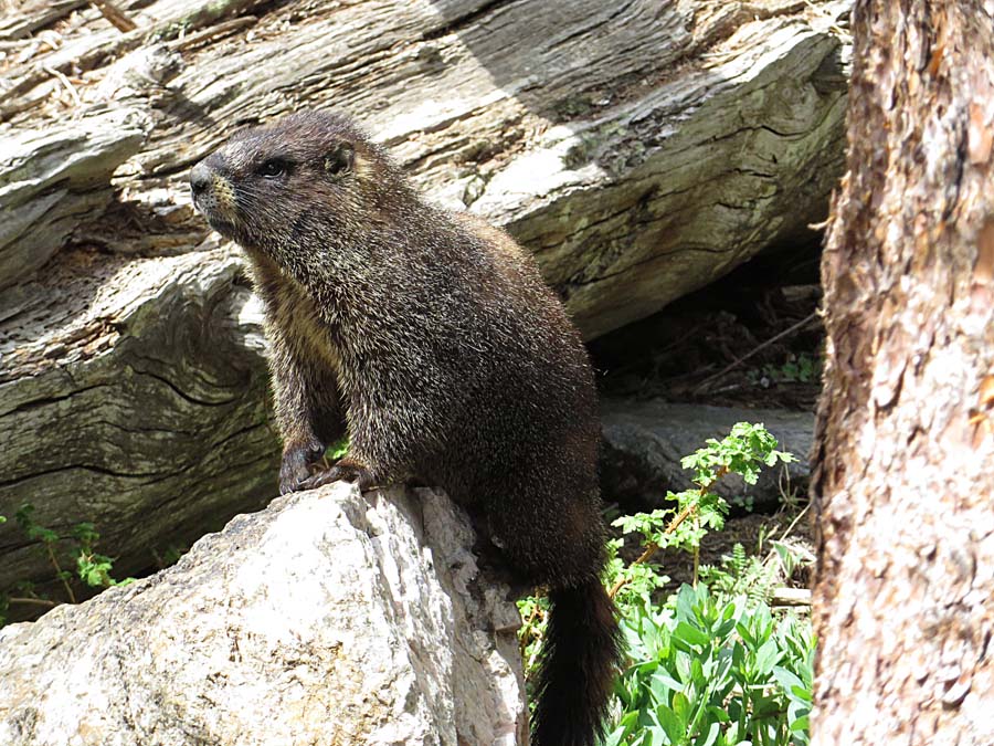 marmot