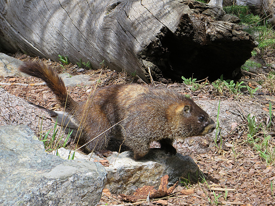 marmot