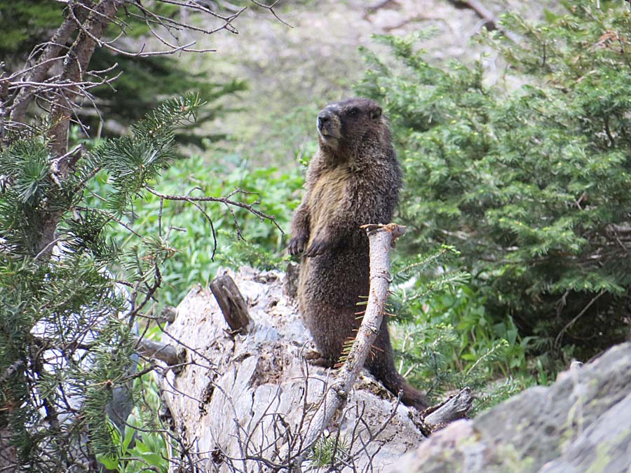 marmot